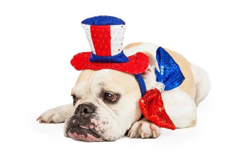 New Dog Import Rules for the U.S.